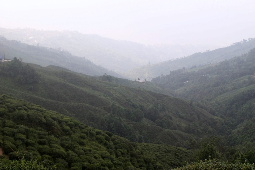 Plantations de thé de Darjeeling
